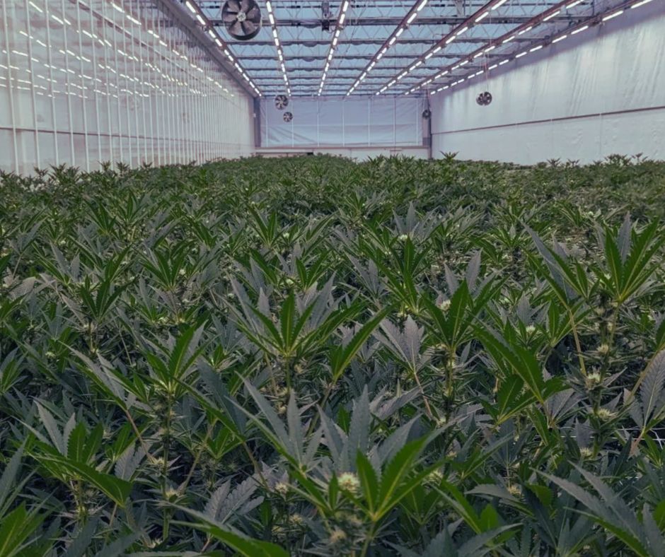 How Air Energy’s Design Expertise Helped Improve Temperature Consistency, Reduce Installation Time and Protect Crop Value.