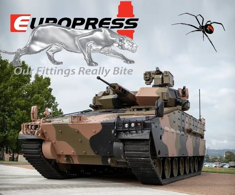 Redback Hunts Creatures Much Larger Than Itself