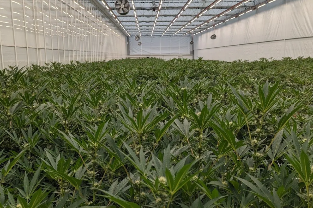 Air Energy's Press-Fit Solution for Cannabis Growing Chambers